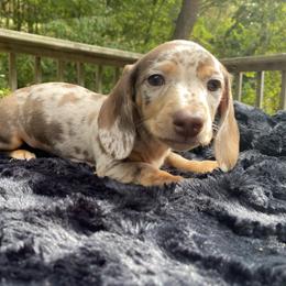 Dachshund Puppies from Doxie Dapples