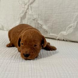 Brownie - Apricot female Cavapoo puppy in La Vernia, Texas from Texas Teddy Bears