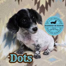 DOTS - Piebald male Dachshund puppy in Columbia, Louisiana from Diamond 5R Ranch AKC & CKC Miniature Dachshunds
