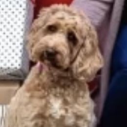 Charlee - Australian Labradoodle