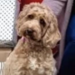 Charlee - Australian Labradoodle
