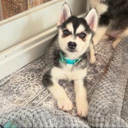 Lala - Black and white female Pomsky puppy in Mannington Township, New Jersey from Little Husky Hutt