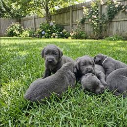 Boy 3 - Charcoal male Dilute Retriever puppy in Swanton, Ohio from SilverWater Labs