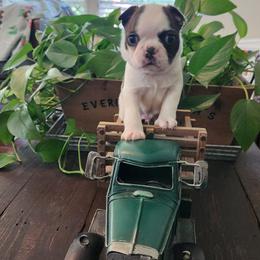 Green collar - Brindle and white male Boston Terrier puppy in Shreveport, Louisiana from Cristi's Port Bostons