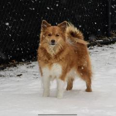 Icelandic Sheepdog All Grown Up from Tri-Star Icelandics