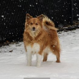 Icelandic Sheepdog All Grown Up from Tri-Star Icelandics