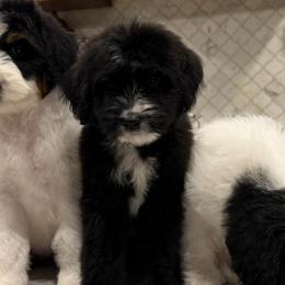Charles - Black and white male Bernedoodle puppy in Yuba City, California from Ranch House Doodles
