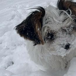 Biewer Terriers and Yorkshire Terriers from Heavenly Yorkies in Southeast Tennessee
