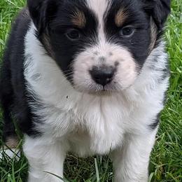 Miniature Australian Shepherds from Sally Doss' Miniature Australian Shepherds