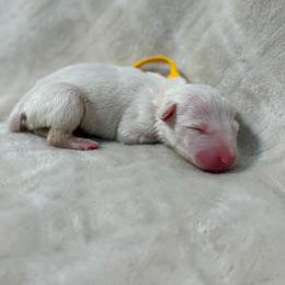 Boy 6 - White male Bull Terrier puppy in Texas from The Bull Terrier Breeder
