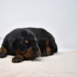 Male 4 - Black and rust male Doberman Pinscher puppy in Spokane Valley, Washington from Black Star Dobermans