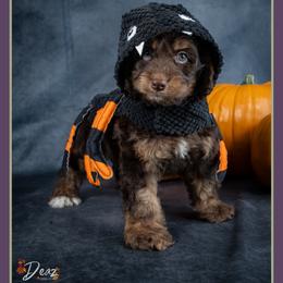 Columbia - Brown roan and tan male Cockapoo puppy in Connersville, Indiana from Deaz Doodle Ranch