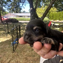 Red collar - Black and silver male Miniature Schnauzer puppy in Tacoma, Washington from AKC Nordwest Schnauzers