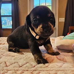 White - Black and cream female Dachshund puppy in Colony, Kansas from Randal'sDachshunds
