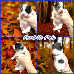 Blue Merle Parti Male - Blue merle male Pomeranian puppy in Harrah, Oklahoma from Sunshines Pomeranians & Cavapoos