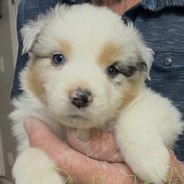 Dakota - Blue merle female Australian Shepherd puppy in Orangevale, California from Winchester Aussies