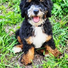 Buckeye - Tri-color male Bernedoodle puppy in Spring Valley, Wisconsin from Filipiak Breeders