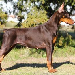 Nymph - Doberman Pinscher
