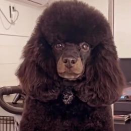 Royce - Poodle