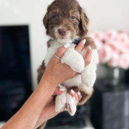 Aussiedoodle, Bernedoodle, Goldendoodle, and Poodle Puppies from Teddy Doodles & Standard Poodles