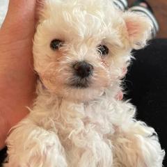 Bologneses from Blossom Bolognese