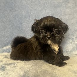 Pesto - Black male Shih Tzu puppy in California from Boodaboo Shih Tzu’s