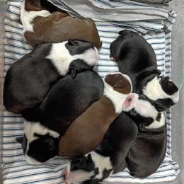 Boston Terrier puppies from Lehi Valley Boston Terriers