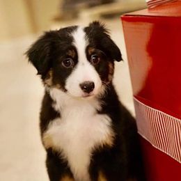 Miniature Australian Shepherds from Sweet Southern Mini Aussies
