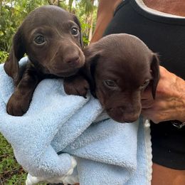 Charlie - Chocolate male Dachshund puppy in Florida from Lazy Acres Farm
