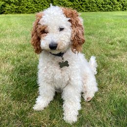Bella - Cavapoo