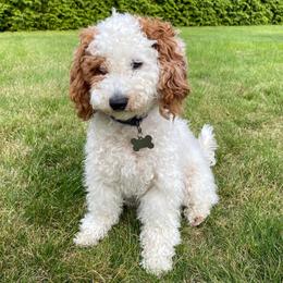 Bella - Cavapoo