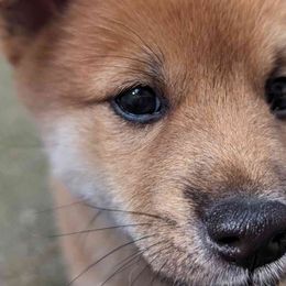Pazu - Red Shiba Inu puppy in Columbus, Ohio from Ka-Shira Shibas