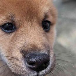 Pazu - Red Shiba Inu puppy in Columbus, Ohio from Ka-Shira Shibas