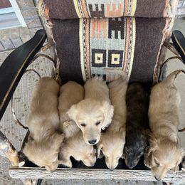 Dachshund Puppies from Loveland Doxies