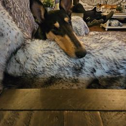Collie All Grown Up from The Shepherd's Collies