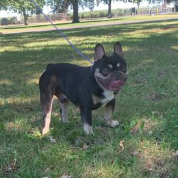 Sugar daddy - French Bulldog