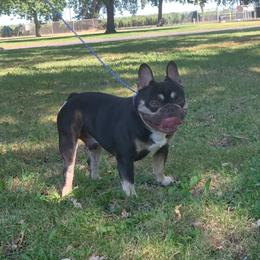 Sugar daddy - French Bulldog