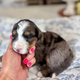 White - Blue merle female Bernedoodle puppy in Indiahoma, Oklahoma from Farm Fresh Doodles