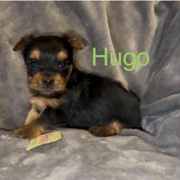 Hugo - Black and tan male Yorkshire Terrier puppy in Seneca, Missouri from M.Y. Morkies and Yorkies