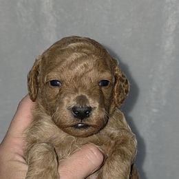 Benelli Grey - Red  male Goldendoodle puppy in Vernon, Texas from Sugarland's Texas Goldendoodles