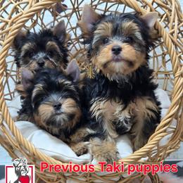 Francesca Bridgerton - Black and tan female Yorkshire Terrier puppy in California from Corazon de gigante