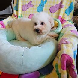 Casper - White and buff male Bichon Frise puppy in Chatham, Illinois from Bichon Frise Partnership