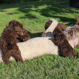 Poodle Puppies from RK'S Pets