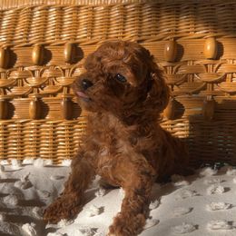 Punkin - Red male Cavapoo puppy in Kirksville, Missouri from Show Me Poodles Doodles and Cavaliers