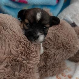Cookie - Black and white male Shihpoo puppy in Denver, Colorado from Angel babies