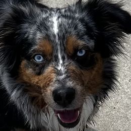 Harper - Miniature Australian Shepherd