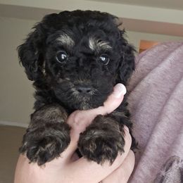 Alex - Phantom male Bernedoodle puppy in Galena, Illinois from Perry's doodles