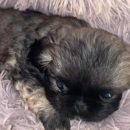 Pekingese, Poodles, and Shih Tzus from Happy puppies