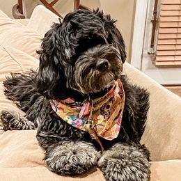 Luna - Australian Labradoodle
