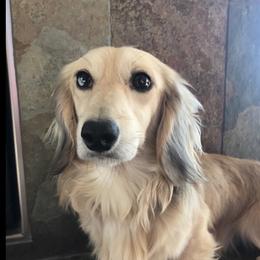 Bodie - Dachshund